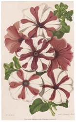 Petunia phoenicia (Hender's strain)